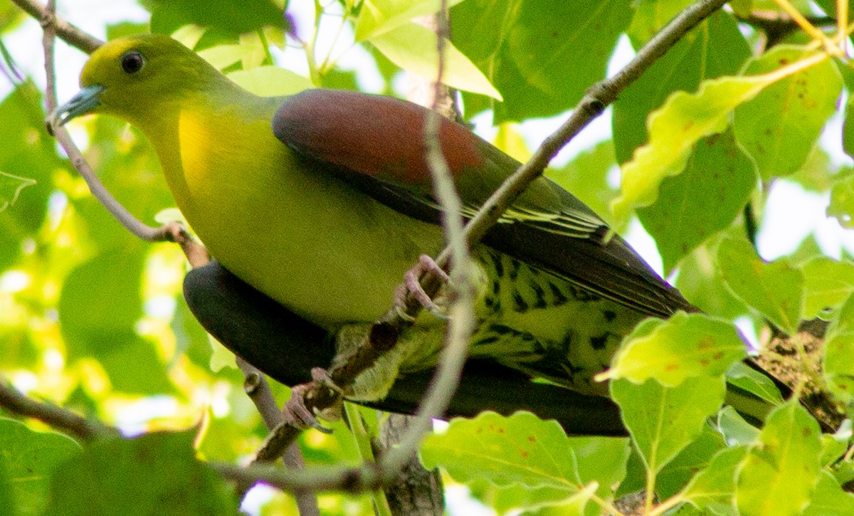 White-bellied Green-Pigeon - ML623593465