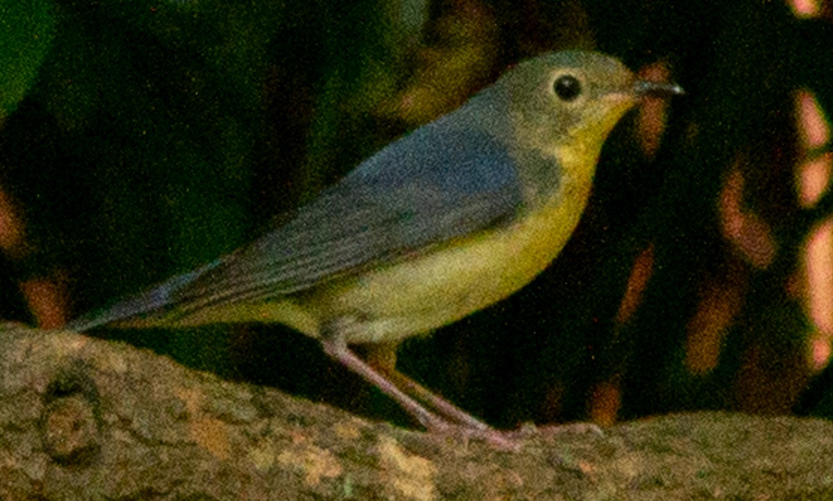 Siberian Blue Robin - ML623593469