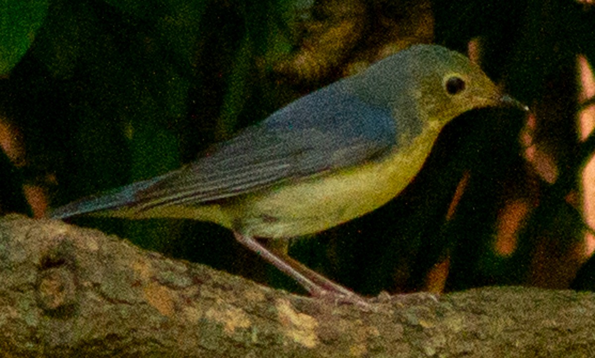 Siberian Blue Robin - ML623593470