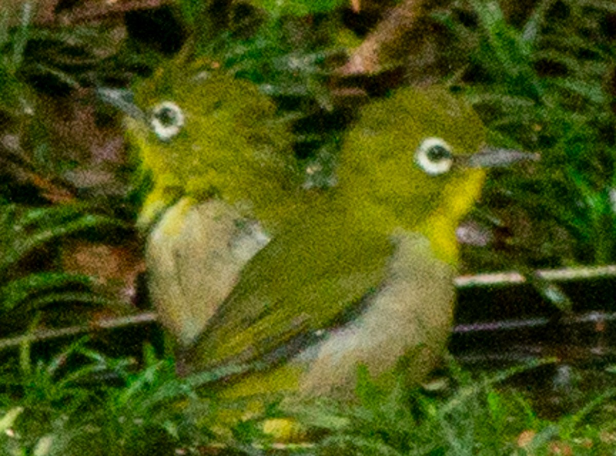 Warbling White-eye - ML623593474