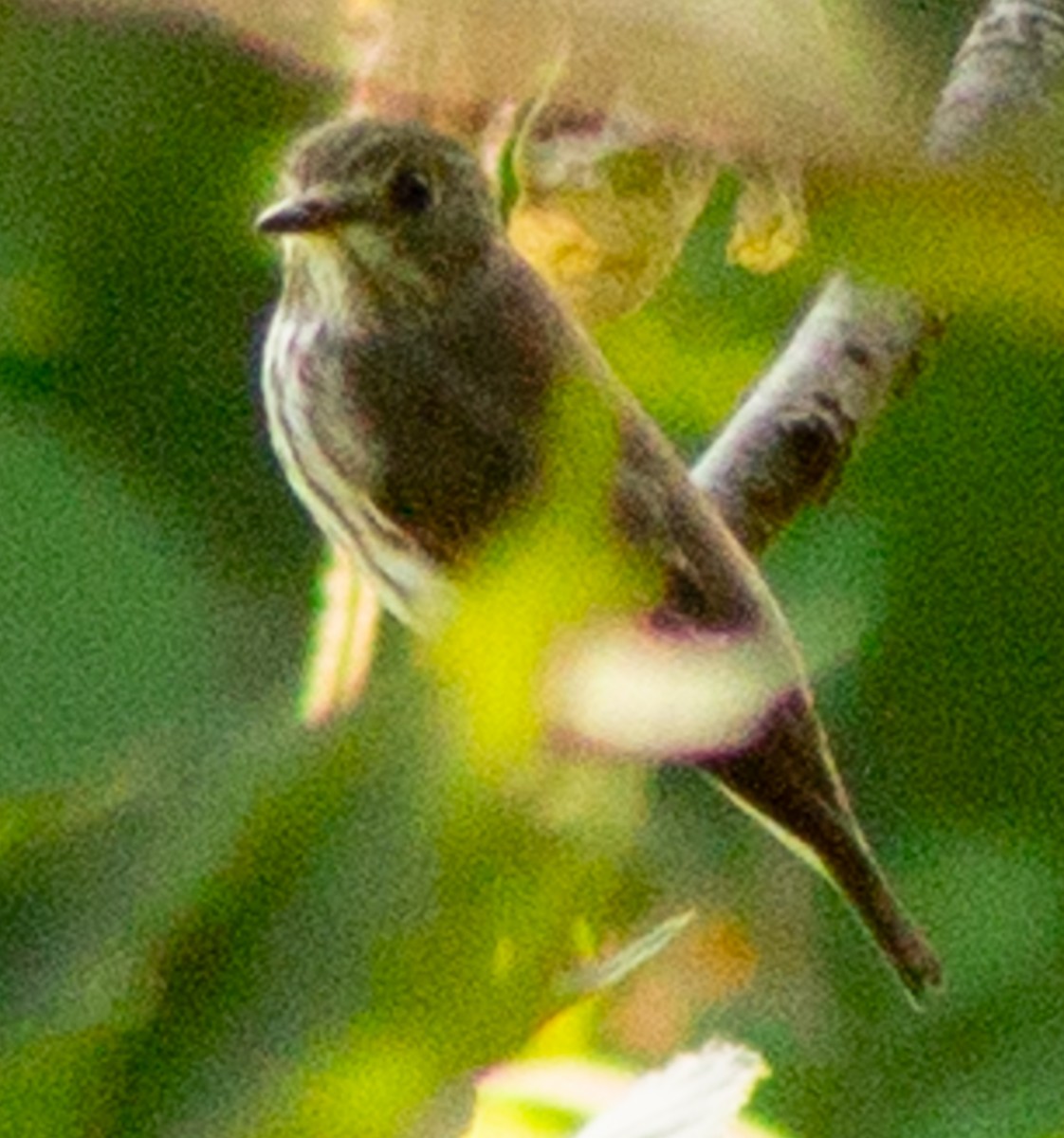 Gray-streaked Flycatcher - ML623593477