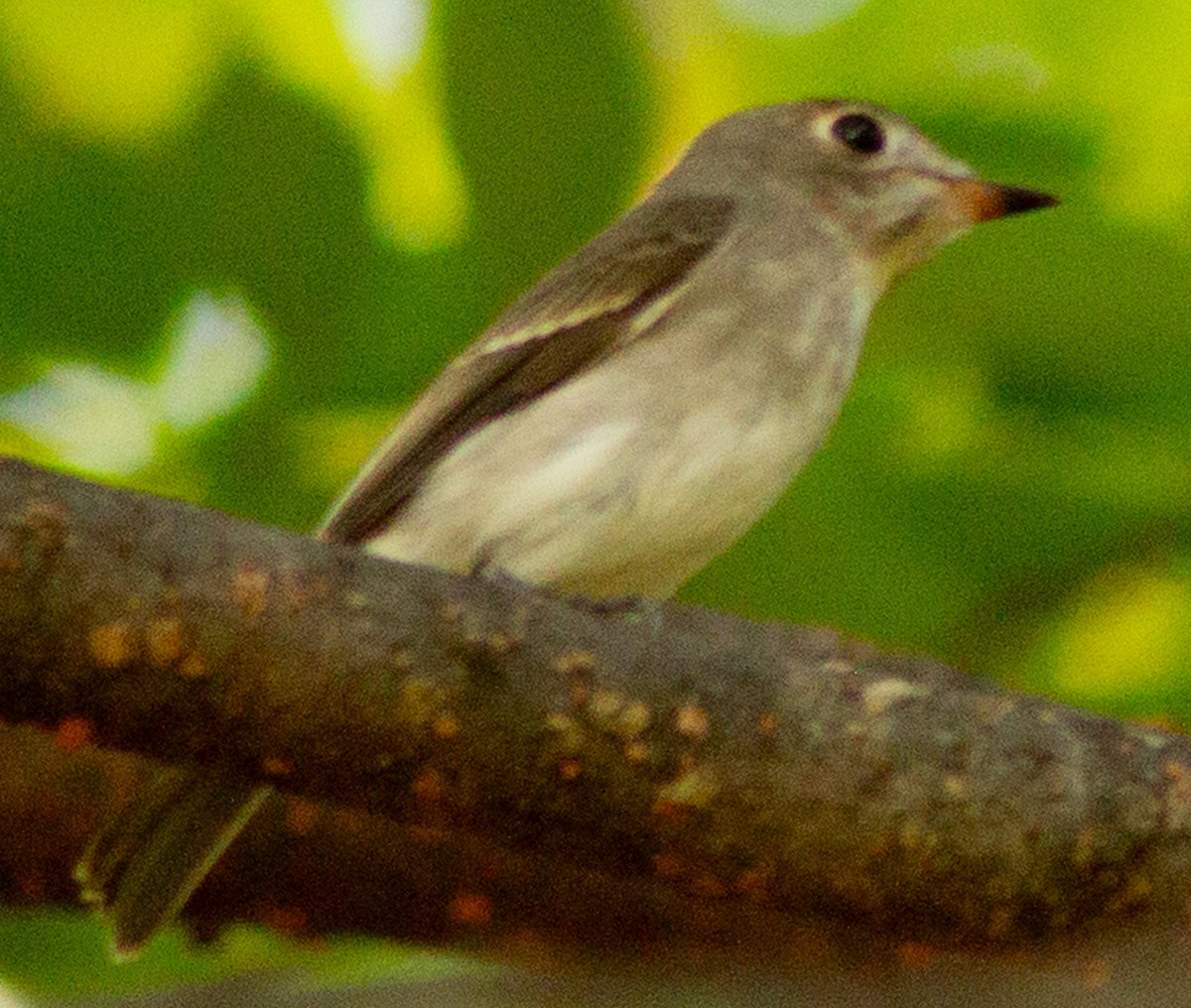 Asian Brown Flycatcher - ML623593479