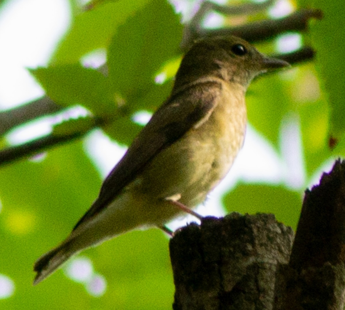 Narcissus Flycatcher - ML623593487