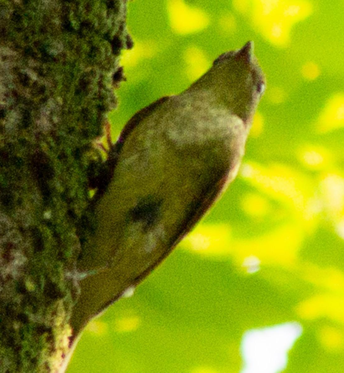 Narcissus Flycatcher - ML623593488