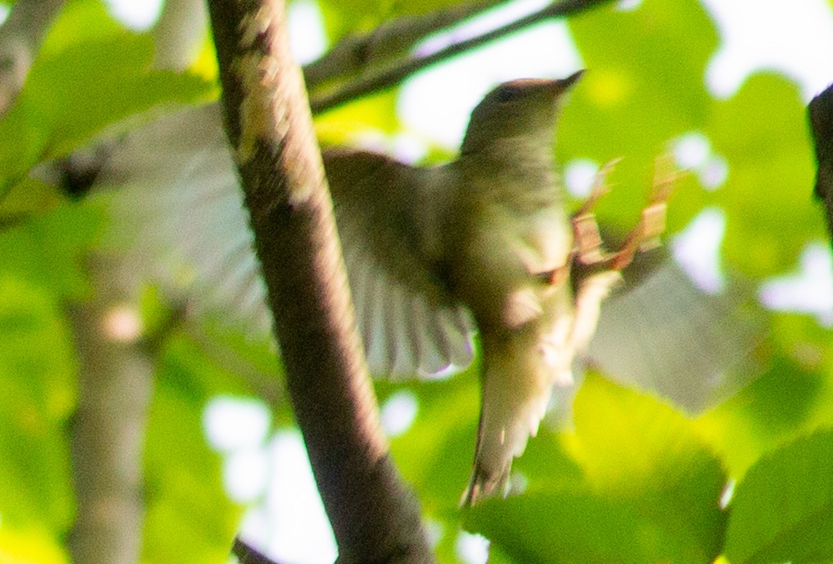 Narcissus Flycatcher - Brandon Woo