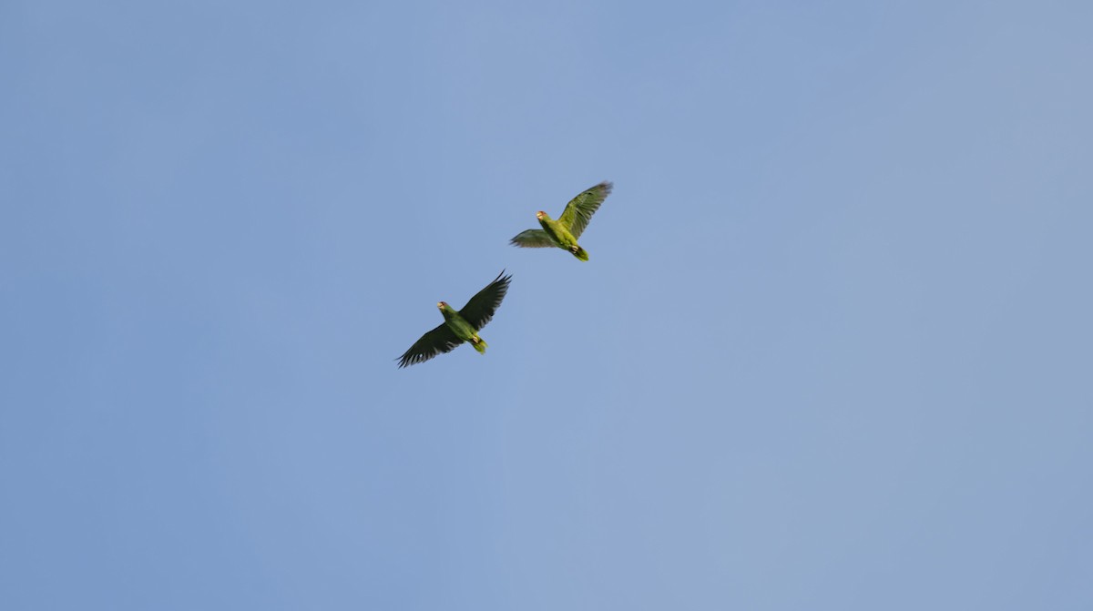 White-fronted Parrot - Rolando Tomas Pasos Pérez