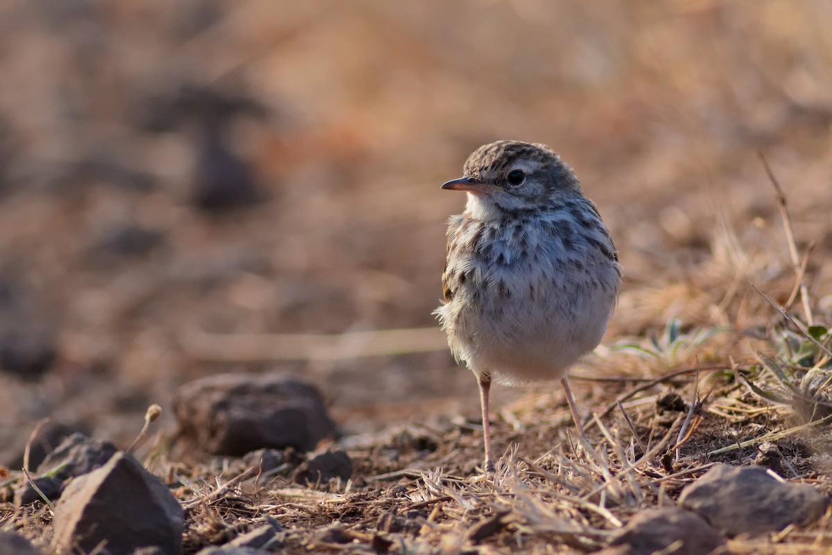 Berthelot's Pipit - ML623593533