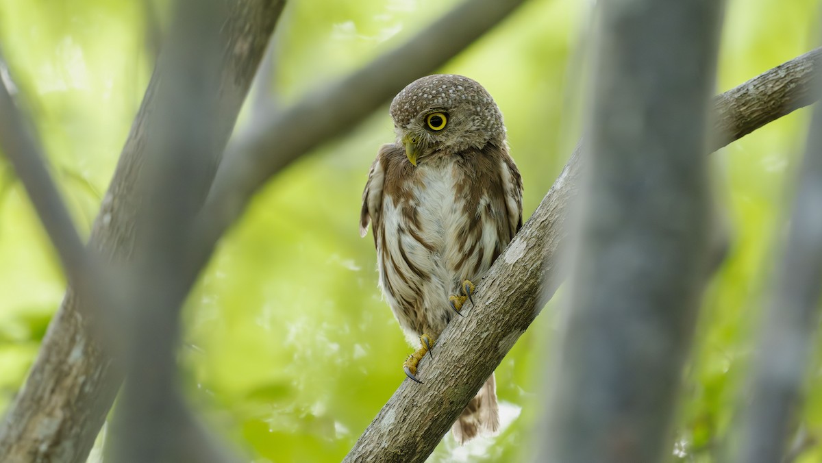 Colima Pygmy-Owl - Rolando Tomas Pasos Pérez