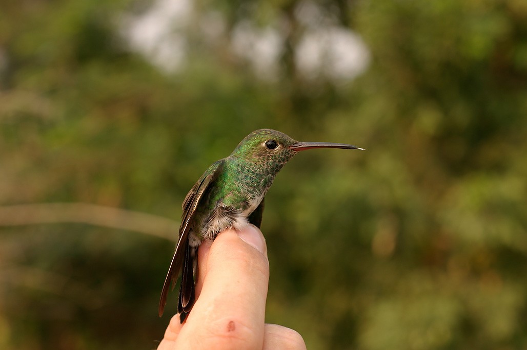 Glittering-throated Emerald - ML623593551