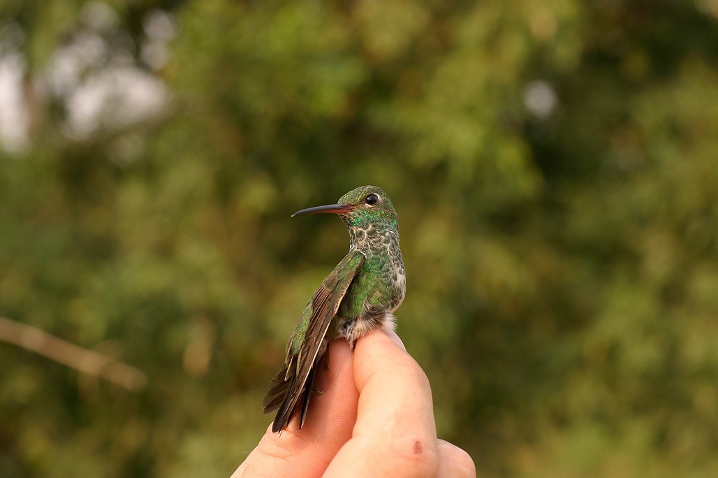 Glittering-throated Emerald - ML623593552