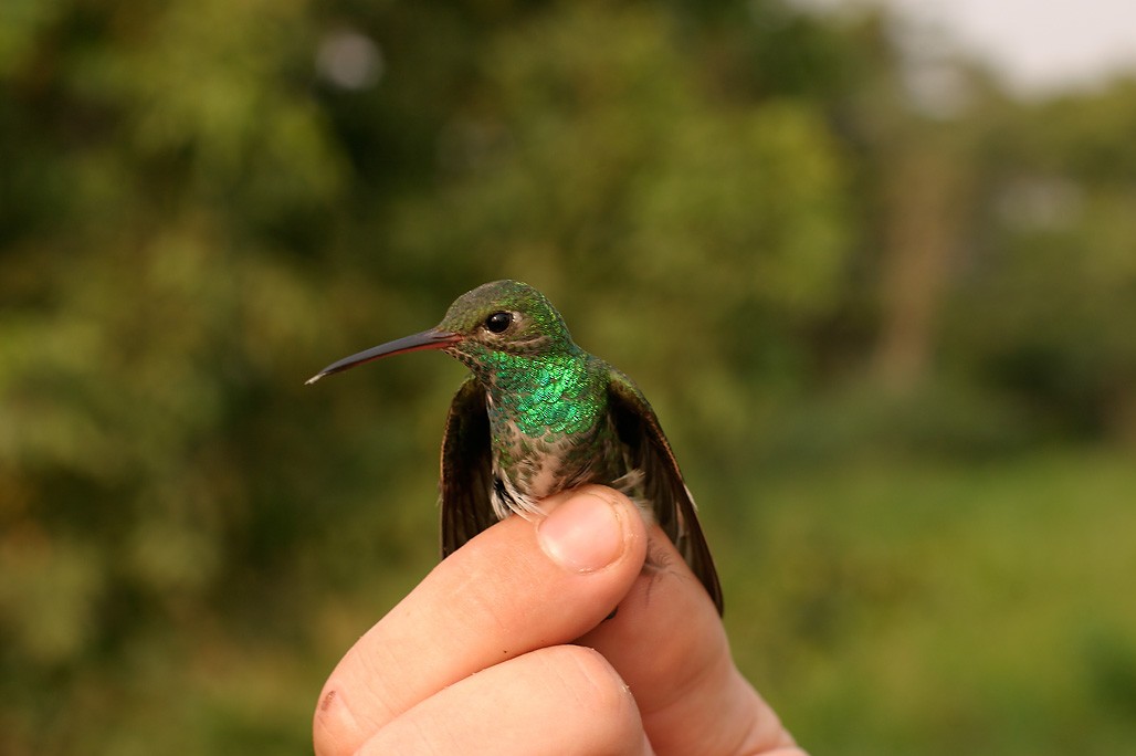 Glittering-throated Emerald - ML623593553