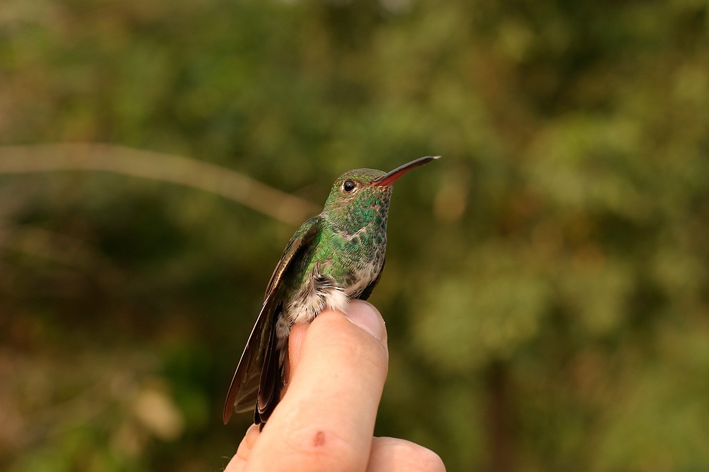 Glittering-throated Emerald - ML623593554