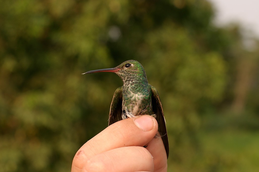 Glittering-throated Emerald - ML623593555