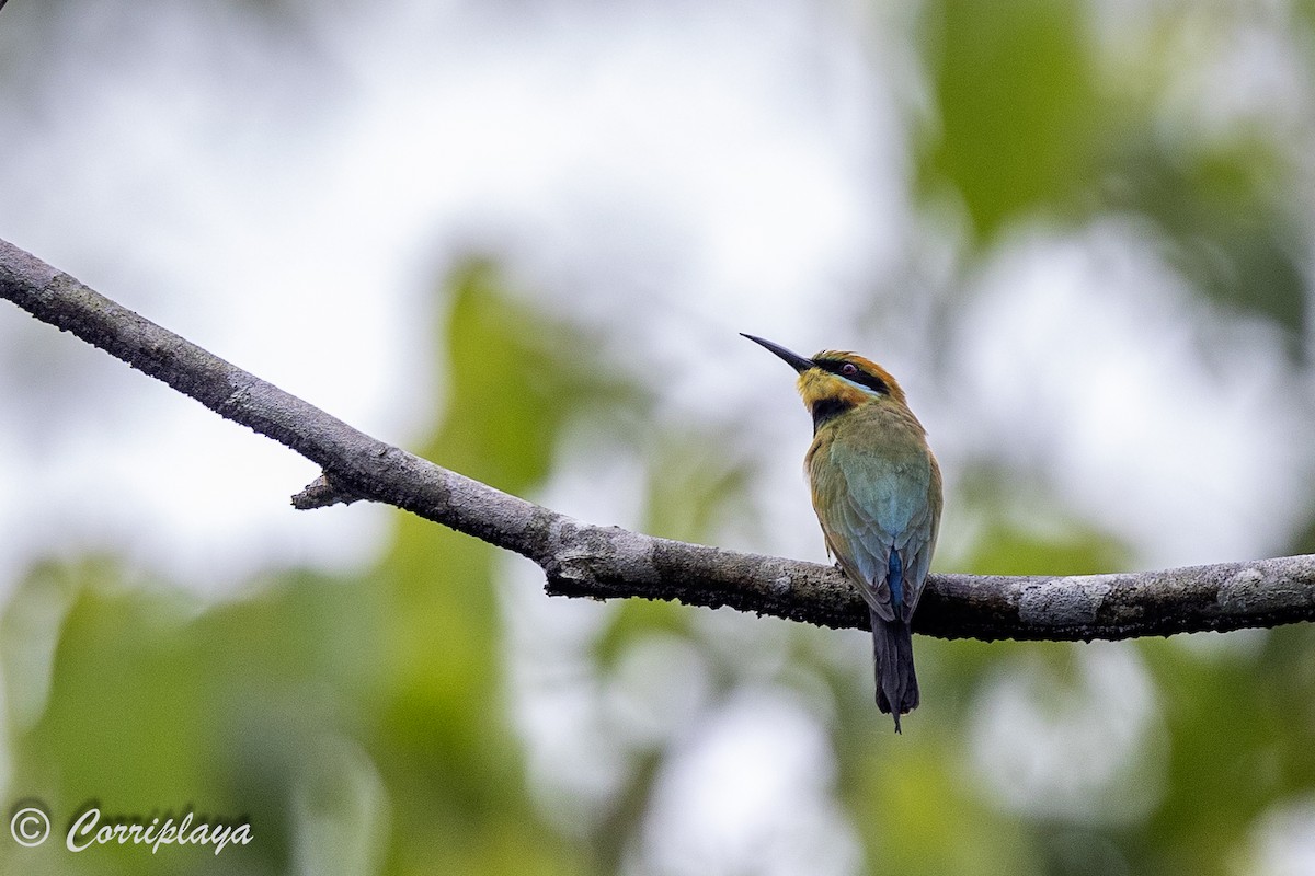 Rainbow Bee-eater - ML623593557