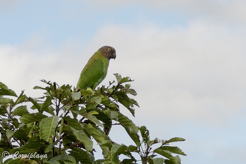 Red-cheeked Parrot - ML623593560