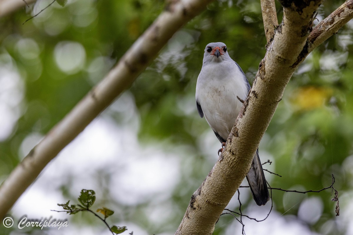 Gray-headed Goshawk - ML623593563