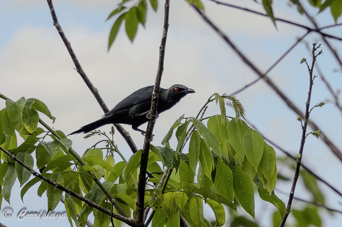 Long-tailed Starling - ML623593567