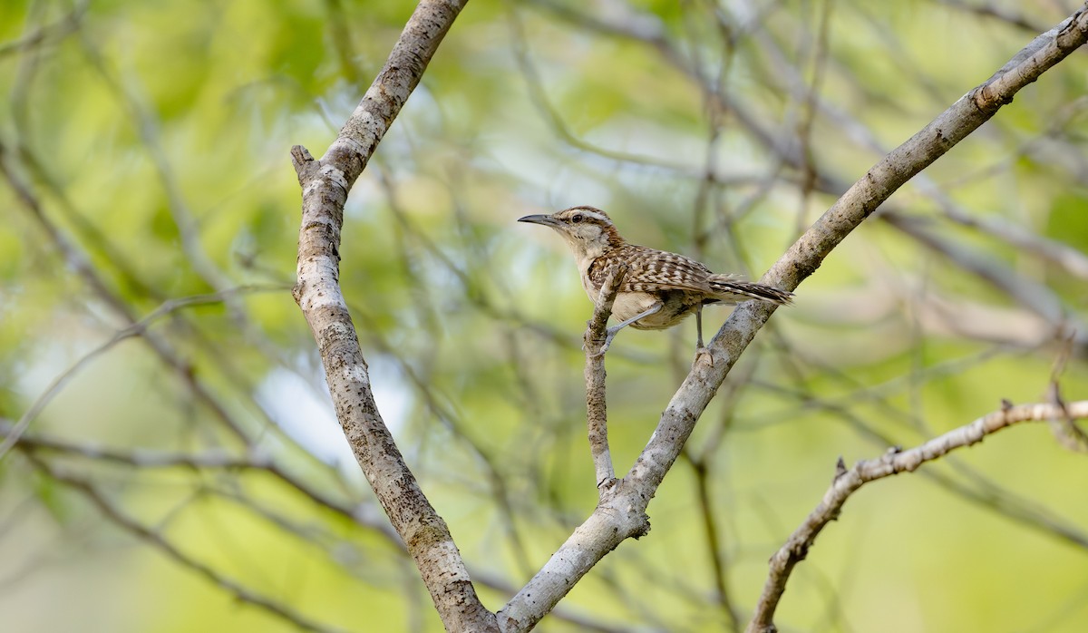 Різжак рудошиїй (підвид humilis) - ML623593571