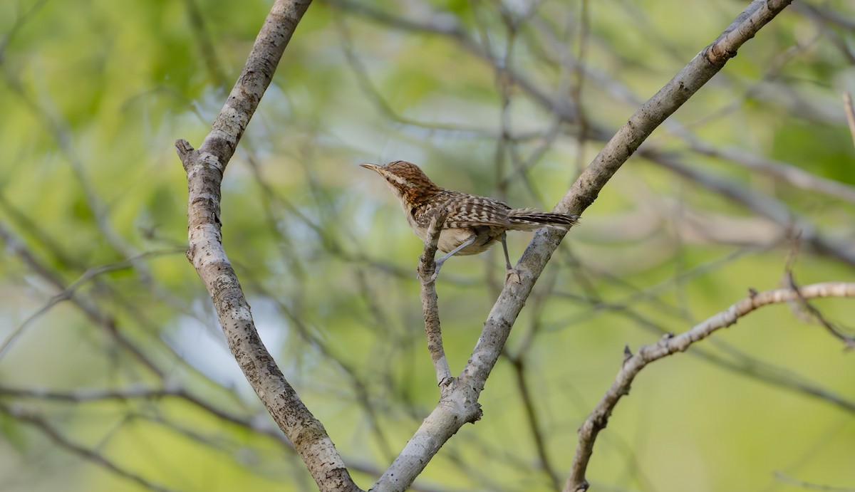 Різжак рудошиїй (підвид humilis) - ML623593575