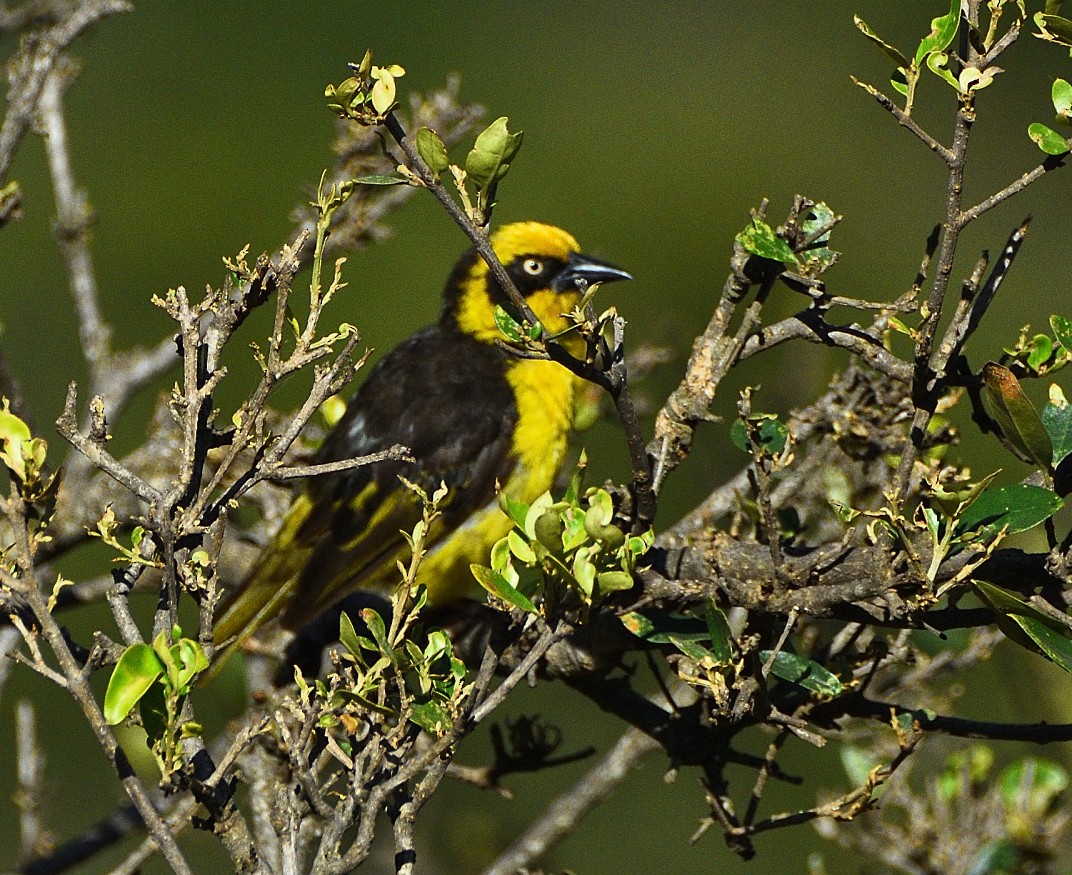 Baglafecht Weaver - Hashir Elat Valiyakath