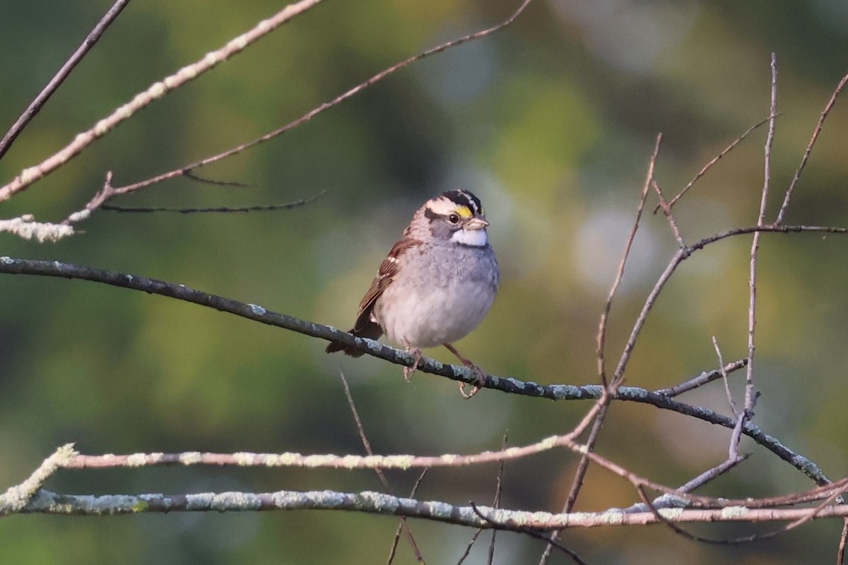 White-throated Sparrow - ML623593578