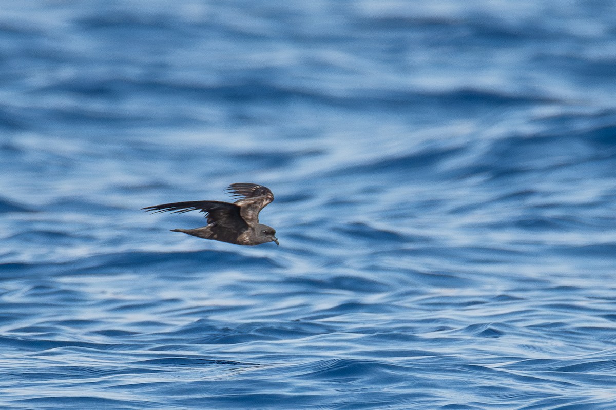 Swinhoe's Storm-Petrel - צבי שוורצפוקס