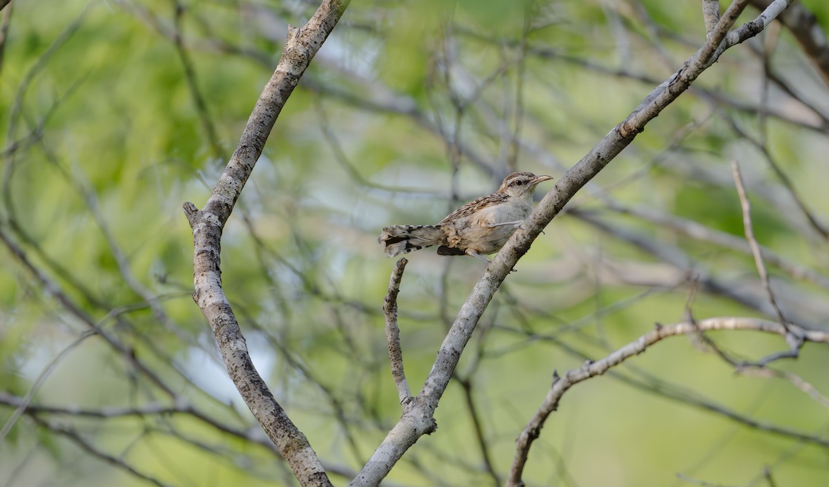 Різжак рудошиїй (підвид humilis) - ML623593591