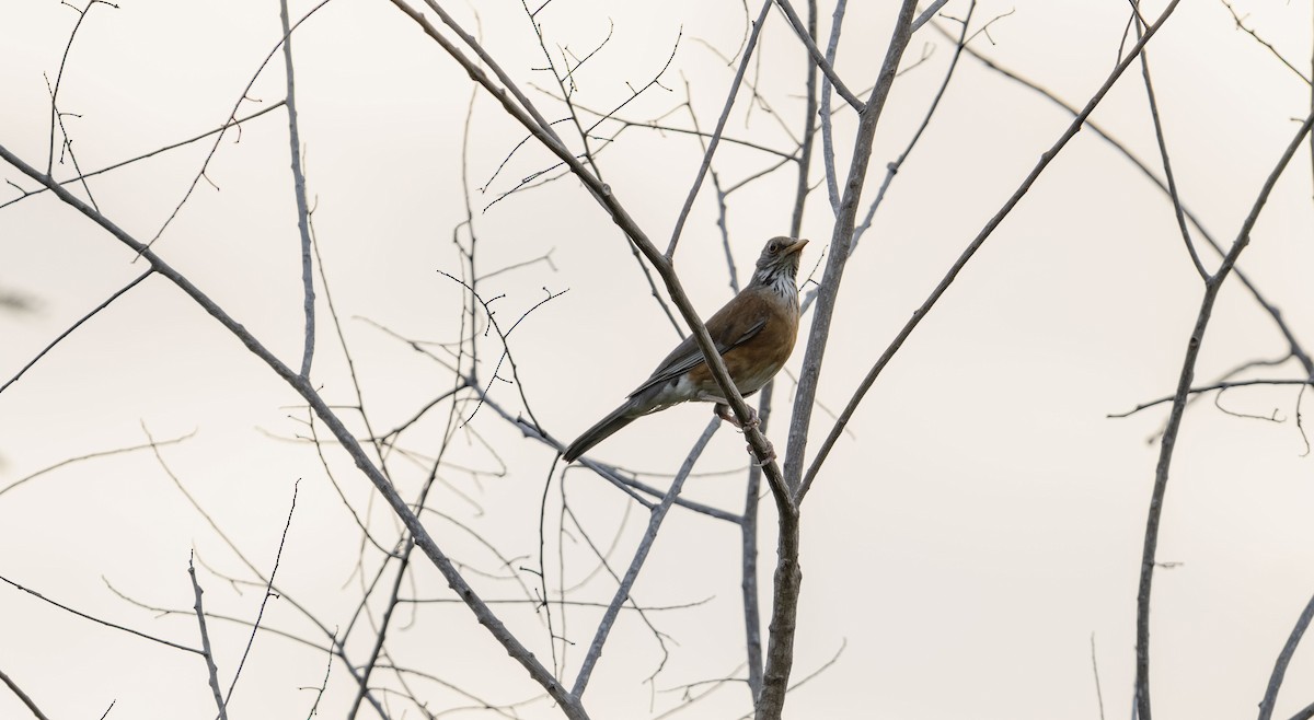 Дрізд мексиканський (підвид rufopalliatus) - ML623593606