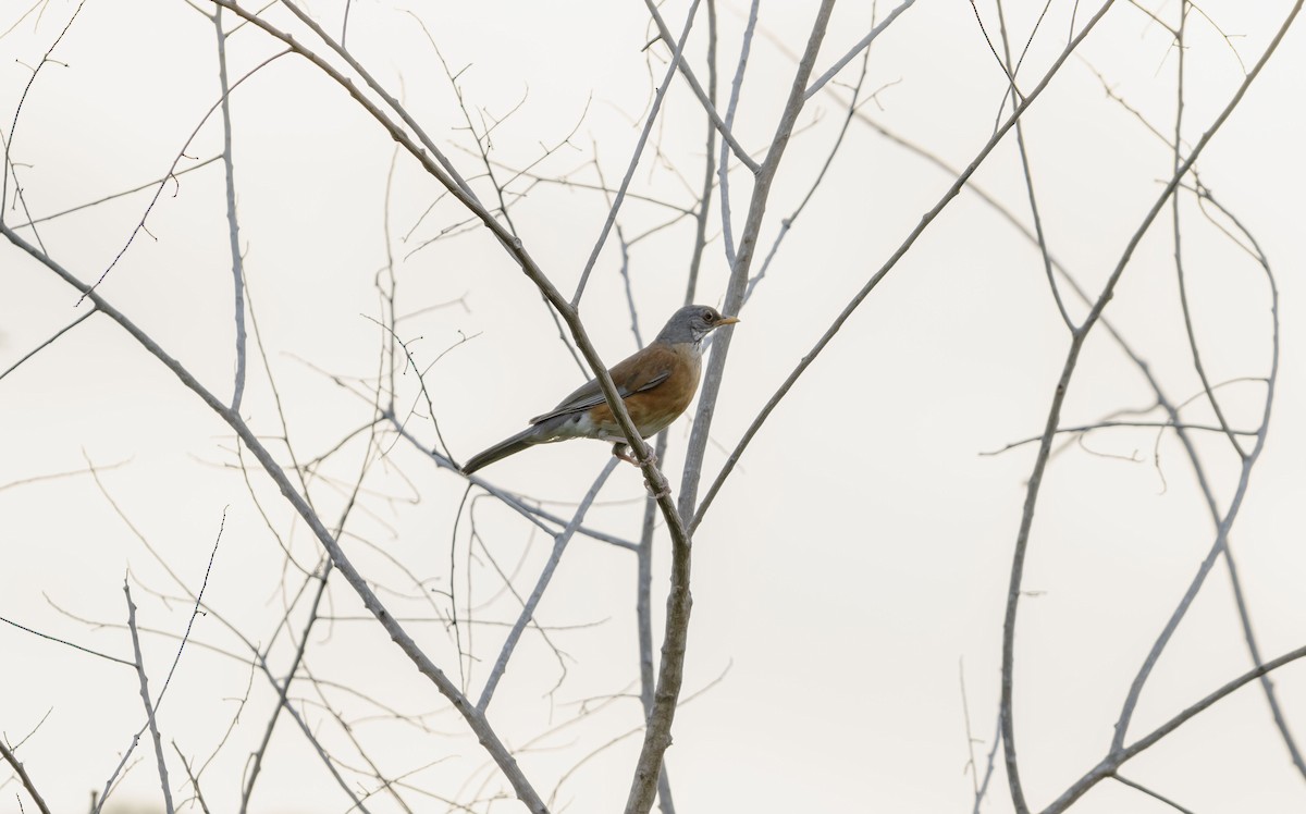 Дрізд мексиканський (підвид rufopalliatus) - ML623593608