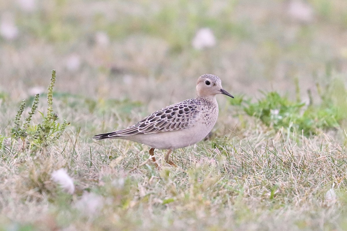 Buff-breasted Sandpiper - Jonathan Fisher