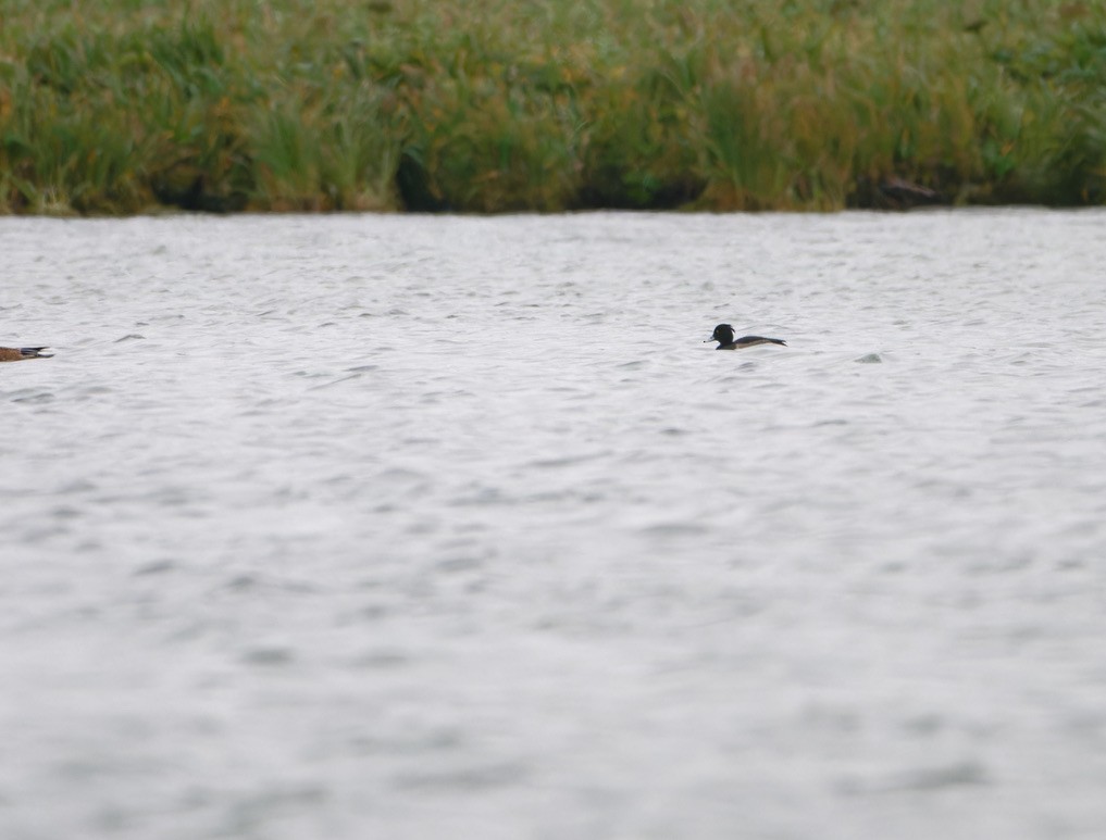 Tufted Duck - ML623593638