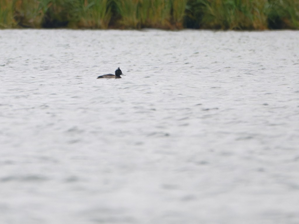 Tufted Duck - ML623593643