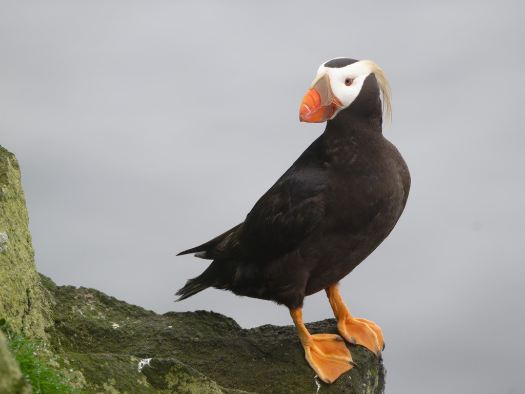 Tufted Puffin - ML623593755