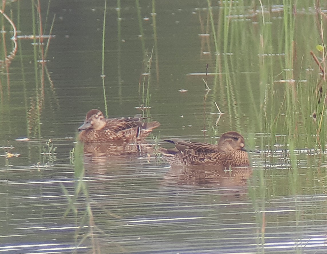 Baikal Teal - Paul Holt