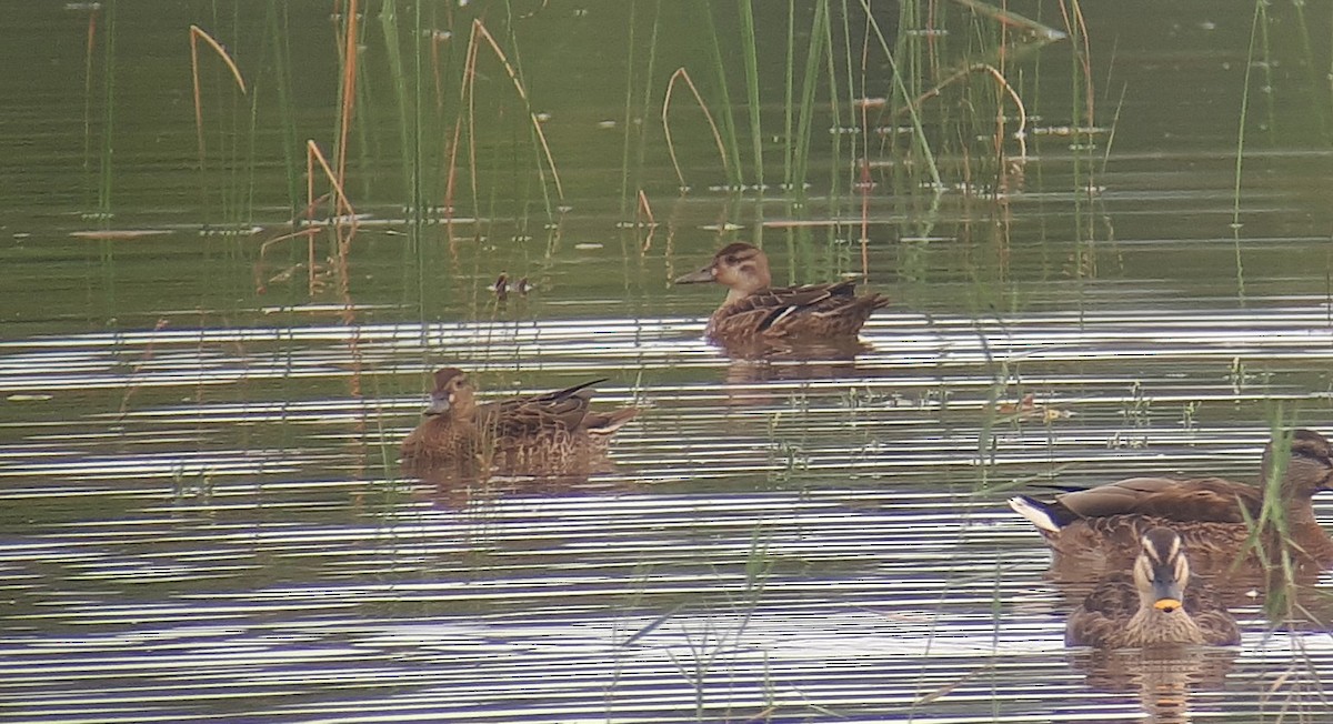 Baikal Teal - ML623593768