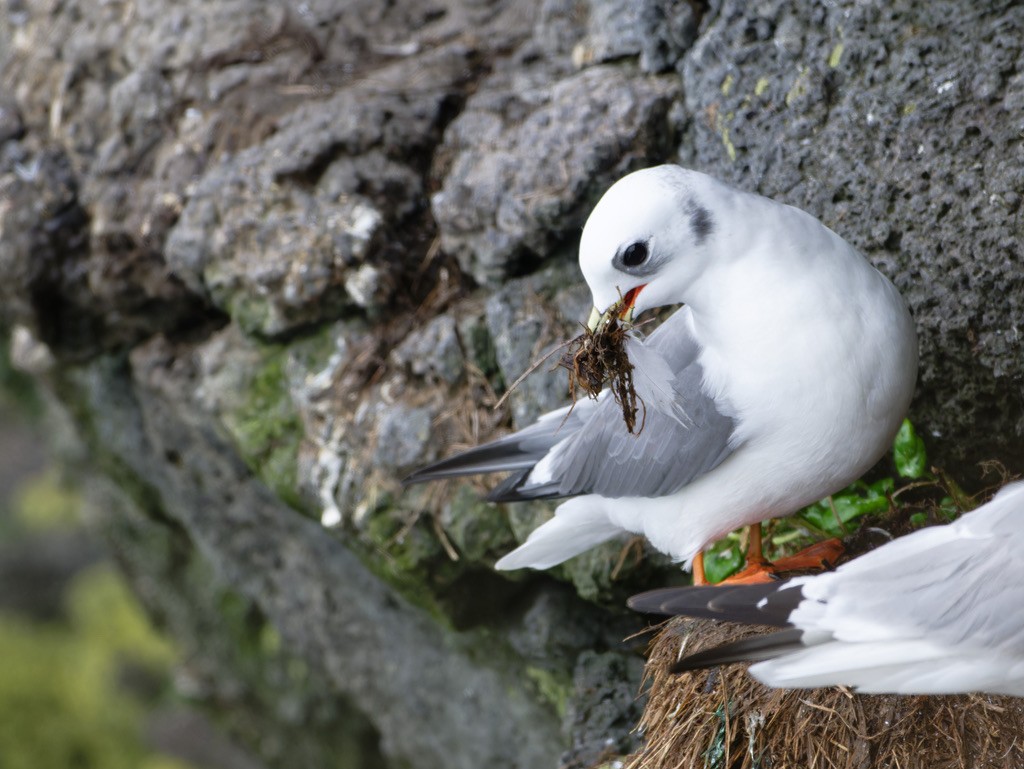 Red-legged Kittiwake - ML623593780