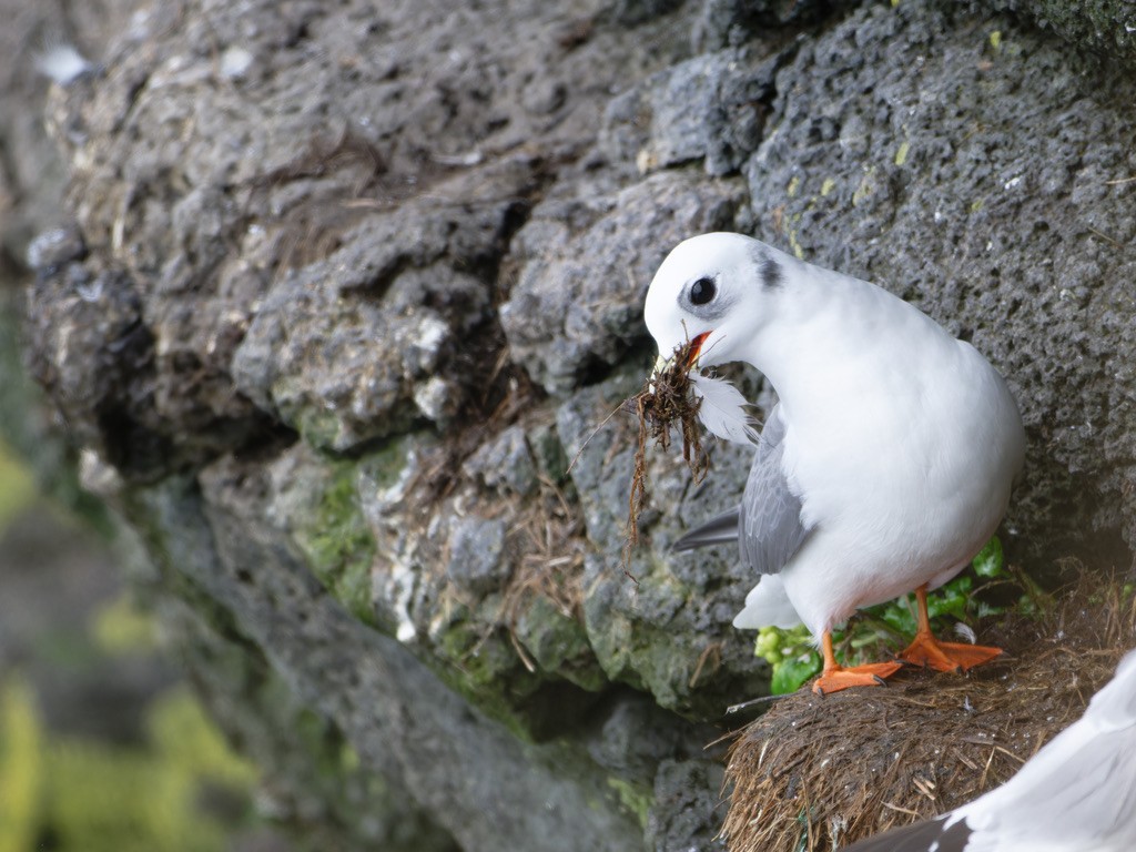 Red-legged Kittiwake - ML623593781