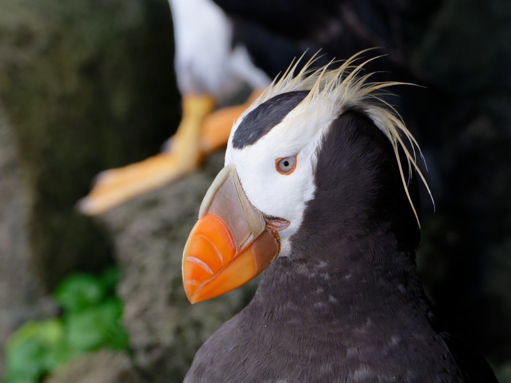 Tufted Puffin - ML623593818