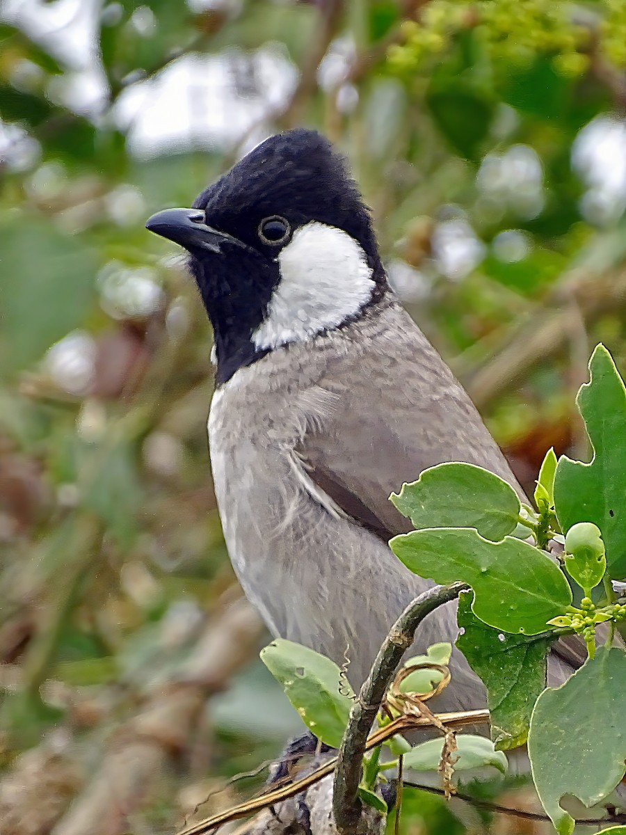 White-eared Bulbul - ML623593821