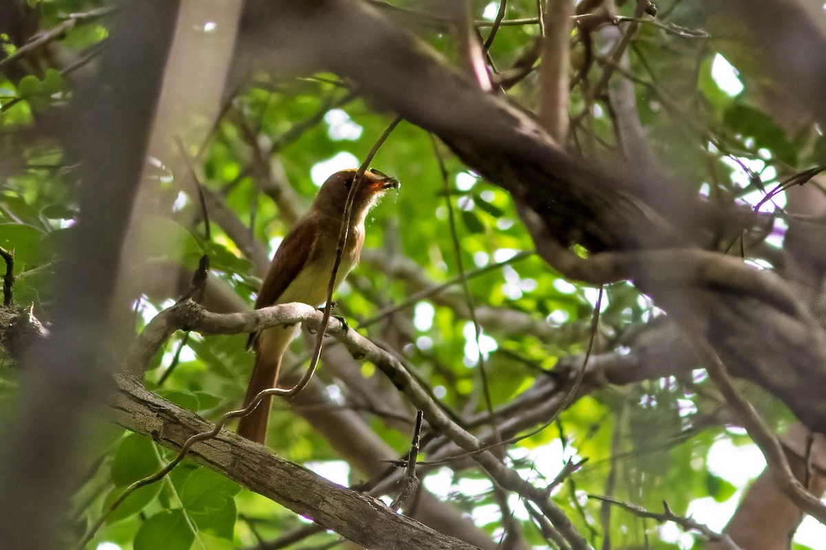 Ash-throated Casiornis - ML623593826