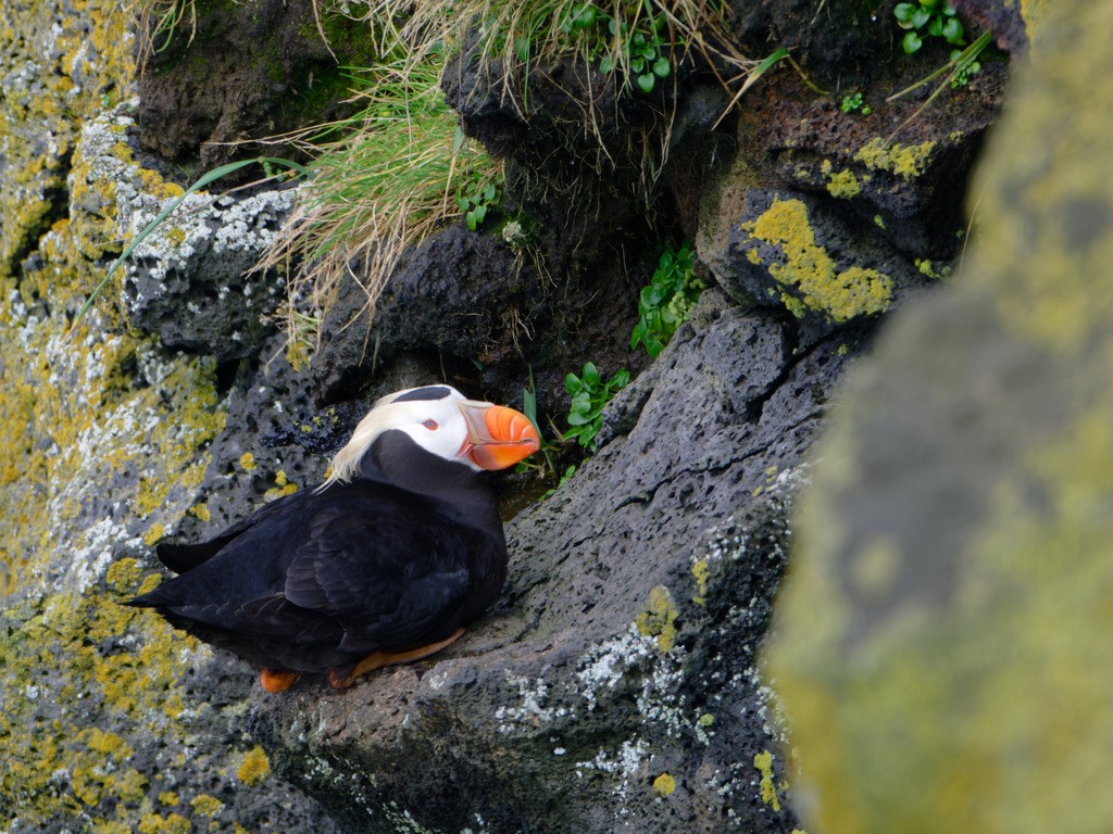 Tufted Puffin - ML623593827