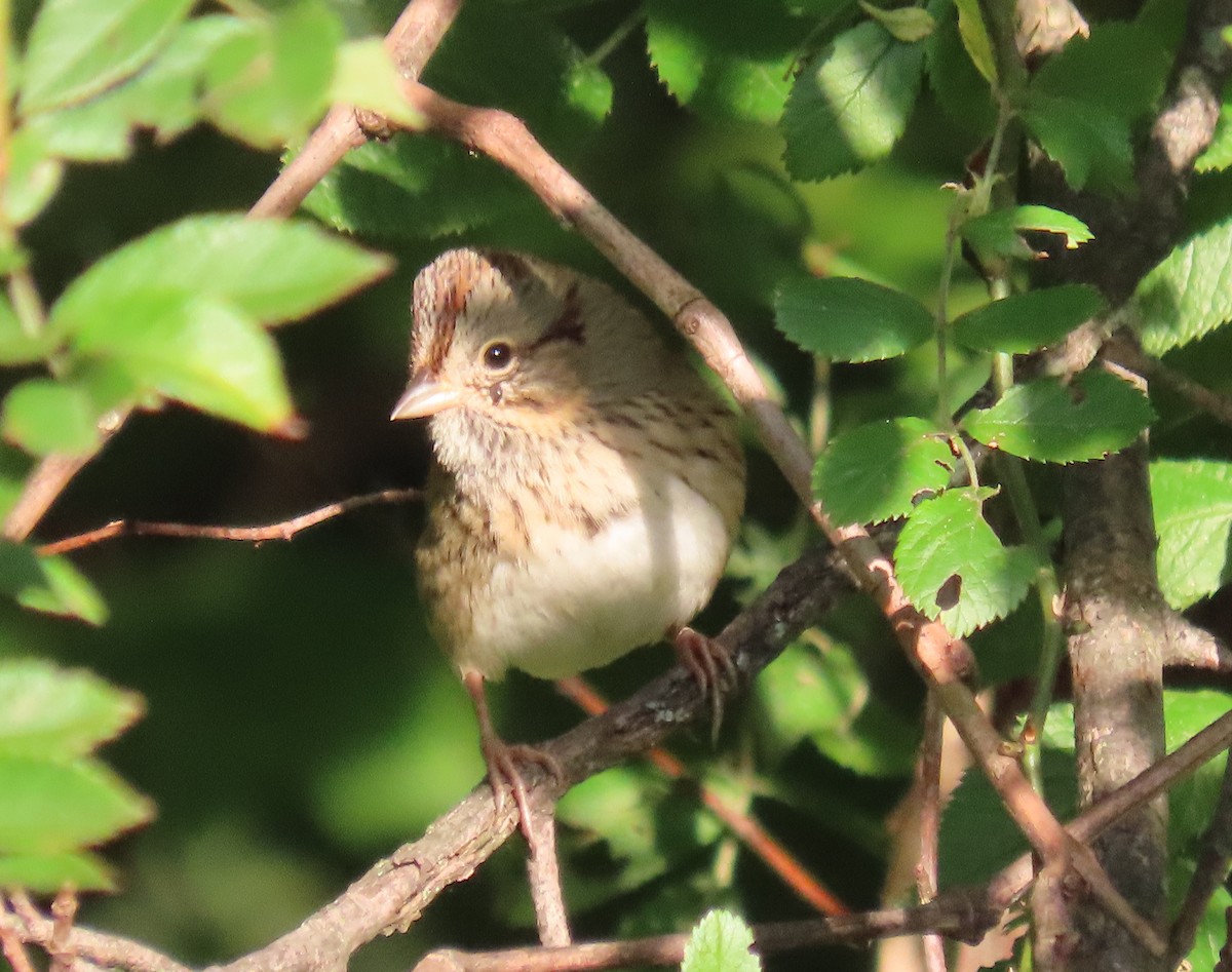 Lincoln's Sparrow - ML623593835