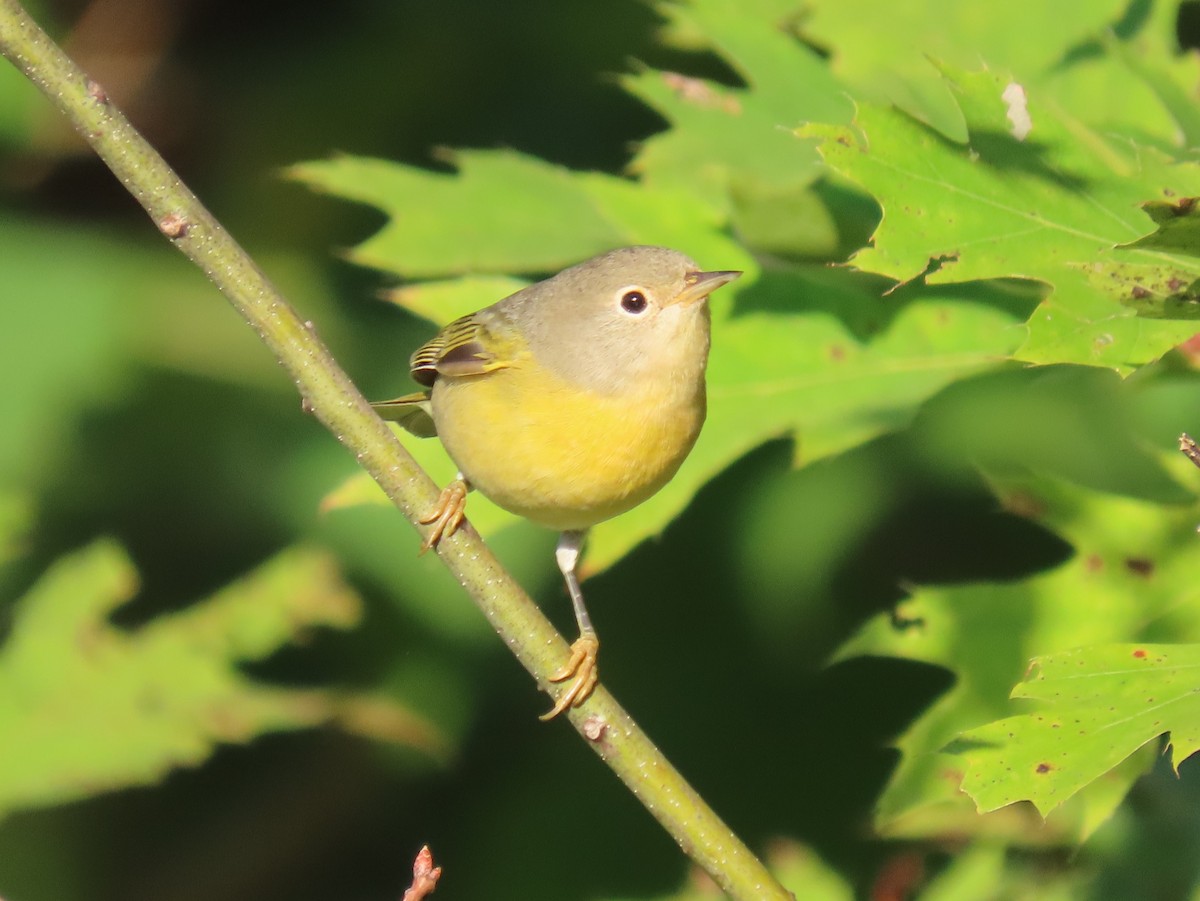 Nashville Warbler - ML623593845