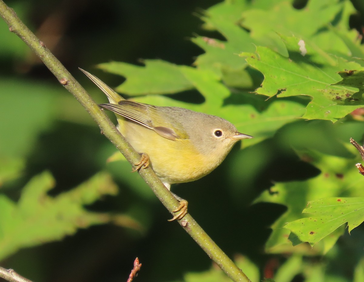 Nashville Warbler - ML623593846