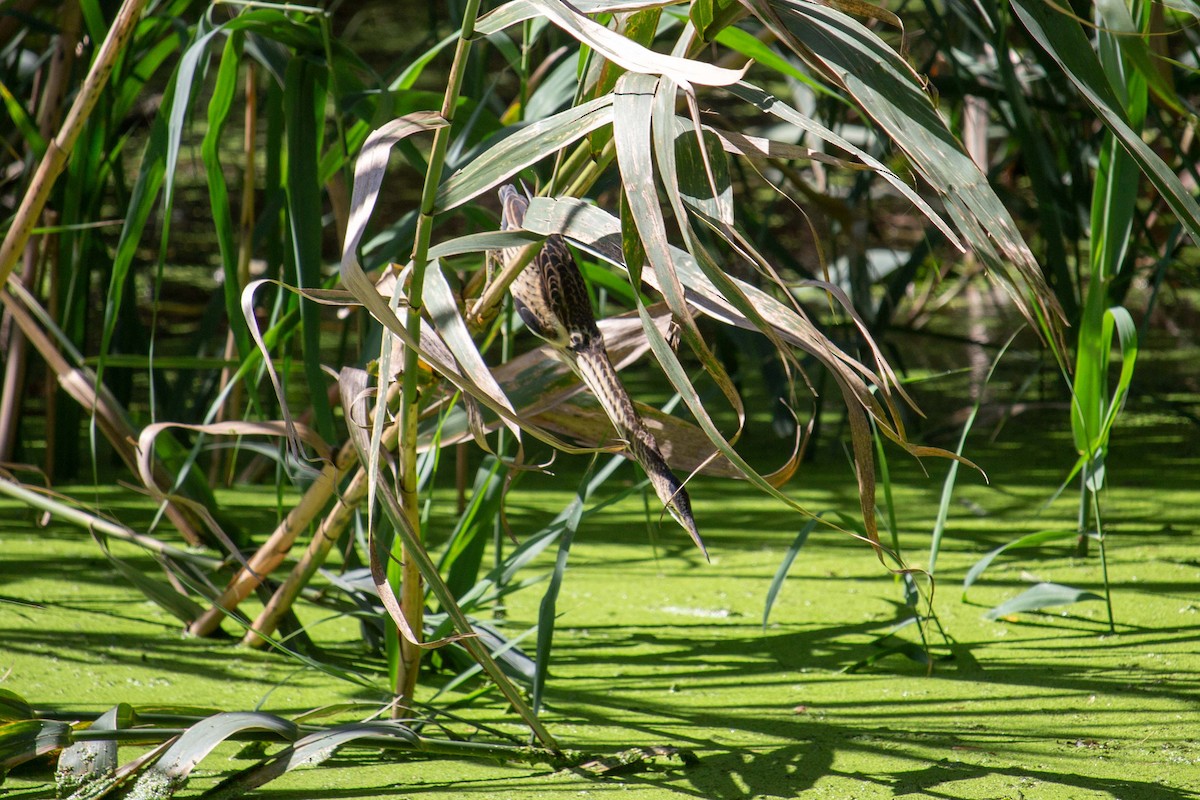 Little Bittern - ML623593915