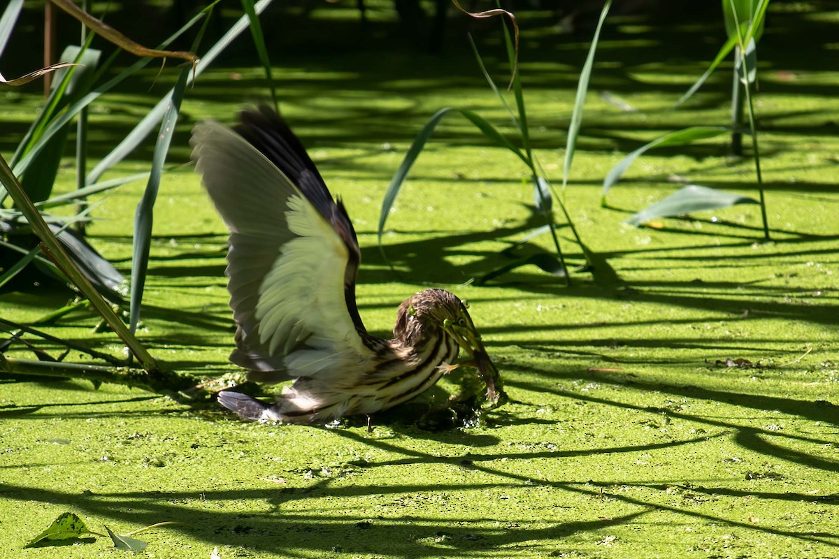 Little Bittern - ML623593916