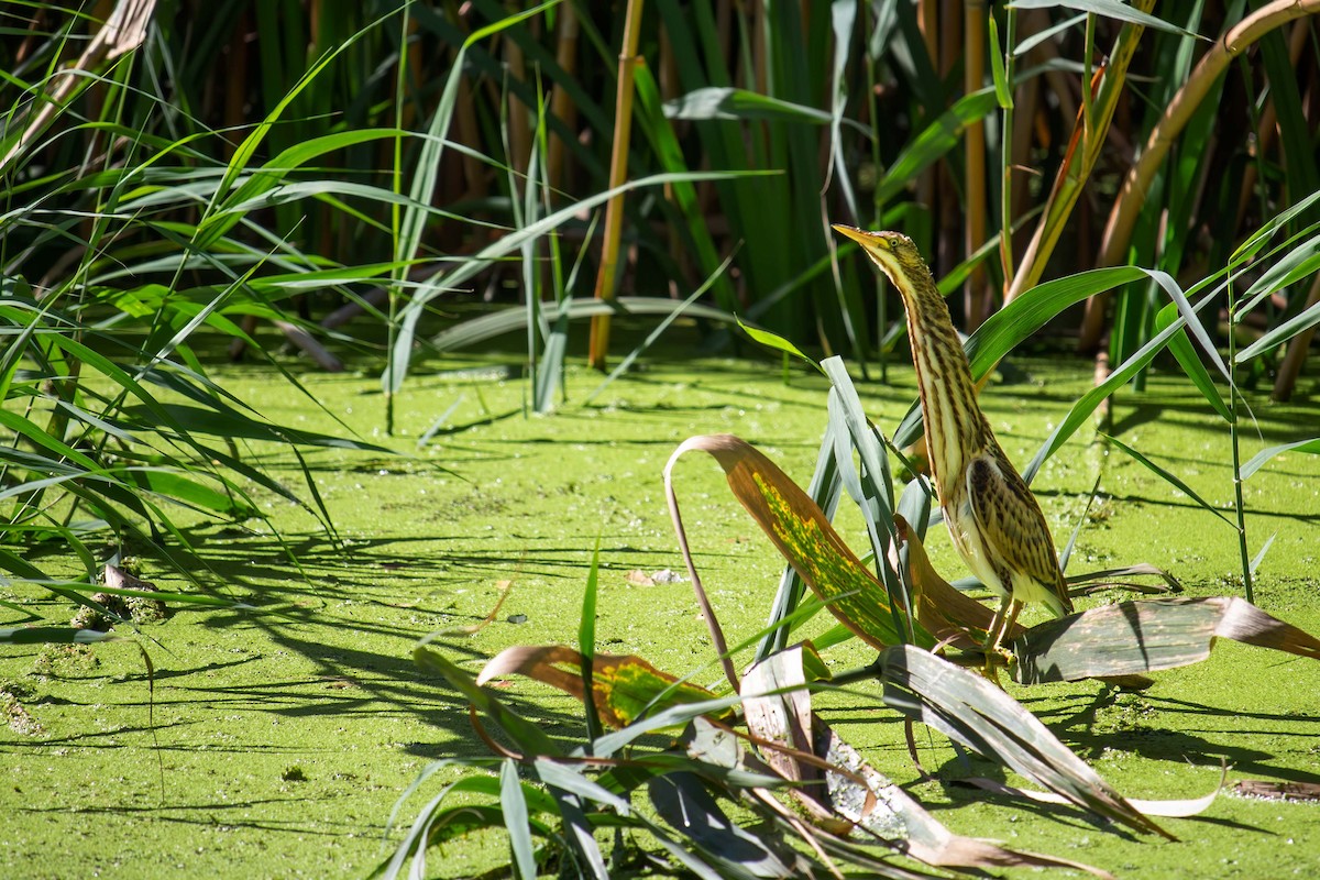 Little Bittern - ML623593918