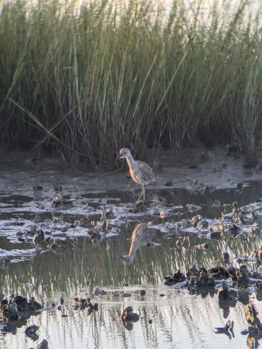 Yellow-crowned Night Heron - ML623593948