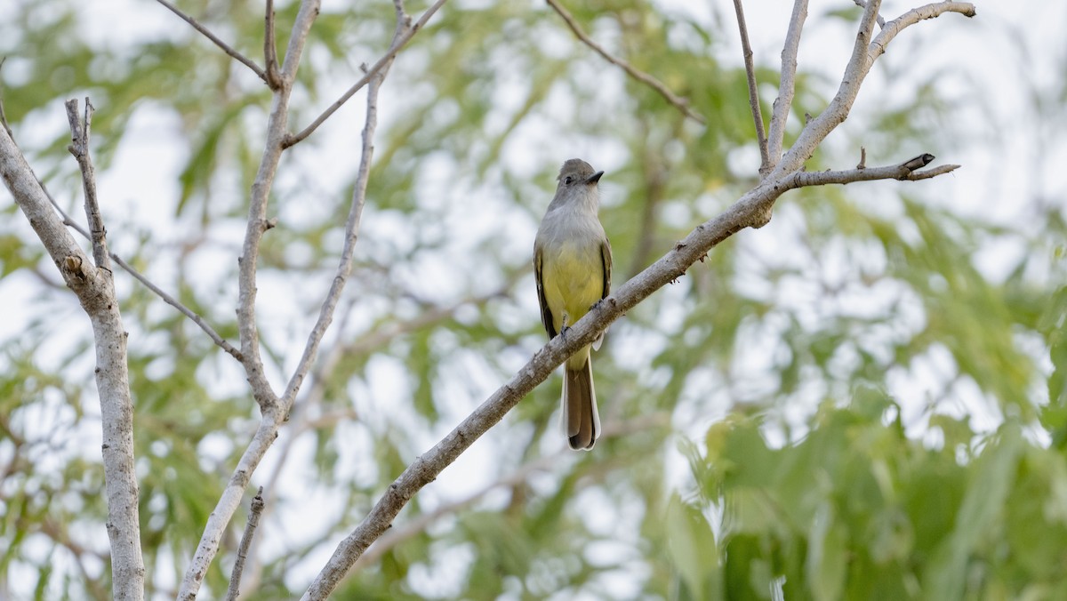 Nutting's Flycatcher (Nutting's) - ML623593955