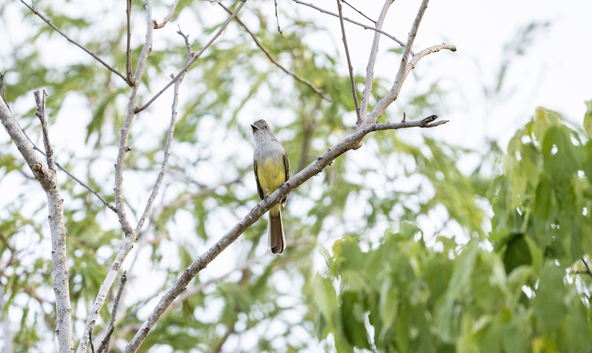 Nutting's Flycatcher (Nutting's) - ML623593965